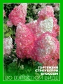 Гортензия метельчатая Строуберри Блоссом