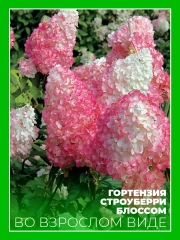 Гортензия метельчатая Строуберри Блоссом