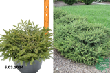Ель обыкновенная Прокумбенс (Picea abies Procumbens) С15