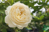 Роза английская Клэр Остин (Rose еnglish Claire Austin) С6