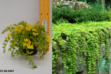 Вербейник монетчатый (Лизимахия) (Lysimachia nummularia) С1