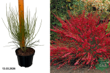 Ракитник Боскоп Руби (Cytisus scoparius Boskoop Ruby) С3 х