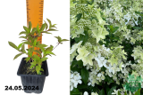 Гортензия метельчатая Конфетти (Hydrangea paniculata Confetti) Р9