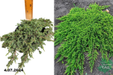 Можжевельник обыкновенный Грин Карпет (Juniperus communis Green Carpet) С3