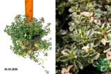 Тимьян лимоннопахнущий Фокслей (Thymus Foxley) С1,5 лс