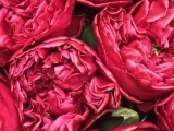 3263_roza-sadovaya-raspberry-elegance-