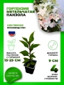 Гортензия метельчатая Панзола