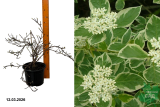 Гортензия черешковая Тэйк э Ченс (Hydrangea anomala TAKE A CHANCE) С3