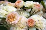 Роза флорибунда Пастелла (Rosa Floribunda Pastella) ОКС