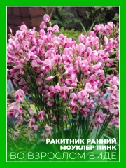 Ракитник ранний Моуклер Пинк