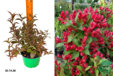 Вейгела Олл Саммер Ред (Weigela All Summer Red) С3 лс