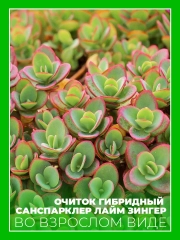 Очиток гибридный Санспарклер Лайм Зингер