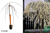 Ива козья Пендула (Salix caprea Pendula) (штамб 120 см) С5