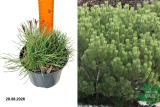 Сосна горная Мугус (Pinus mugo Mughus) С2х