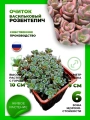 Очиток васильковый Розентепич