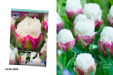 Тюльпан Айс Крим (Tulipa Ice Cream) 5шт/уп