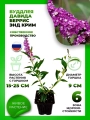 Буддлея Давида Беррис энд Крим