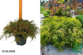 Chamaecyparis pisifera Sungold