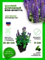 Шалфей дубравный Блю Букетта