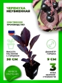 Черемуха Неубиенная