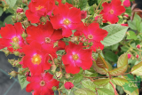 Роза мускусный гибрид Поппи Роуз ( Rose Poppy) С6