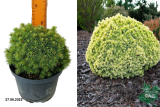Ель канадская Ялако Голд (Picea glauca Jalako Gold) С2,5