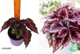 Бегония Рекс микс (Begonia rex) С1,5