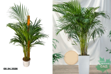 Пальма Арека (Areca) Р17э