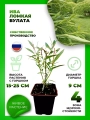Ива ломкая Булата