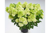 Гортензия метельчатая Пантонелла (Hydrangea paniculata Pantonella) С3