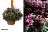 Андромеда многолистная Блю Айс (Andromeda polifolia Blue Ice) С3