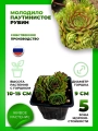 Молодило паутинистое Рубин
