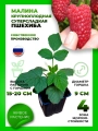 Малина Пшехиба