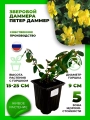 Зверобой Даммера Петер Даммер
