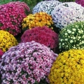 Хризантема микс (Chrysanthemum MIX multiflora) С5