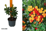 Арбутус (земляничник) Пис энд Лав (Arbutus unedo) Р17
