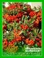 Пираканта гибридная Файерлайт