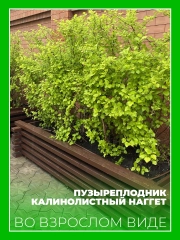 Пузыреплодник калинолистный Наггет
