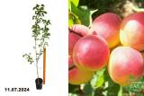 Абрикос Краснощекий поздний (Prunus armeniaca Krasnoschekiy) С6