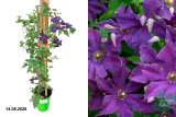 Клематис крупноцветковый Полиш Спирит (Clematis Polish Spirit) С2,5 лс