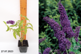 Буддлея Давида Блэк Найт (Buddleia Davidii Black Knight) Р9