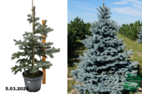 Ель колючая Костер (Picea pungens Koster)