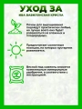Ива вавилонская Криспа