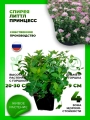 Спирея японская Литтл Принцесс