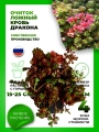 Очиток ложный Кровь Дракона