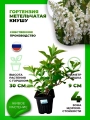 Гортензия метельчатая Киушу