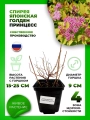 Спирея японская Голден Принцесс