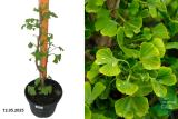 Гинкго двулопастный (Ginkgo Biloba) С5