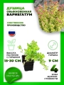 Душица обыкновенная Вариегатум