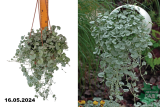 Дихондра (Dichondra) 2,4л